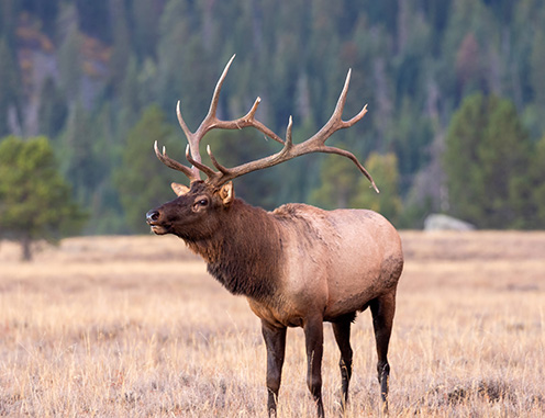 Photo of a Wild Elk, Arch is restoring populations to their native historic range