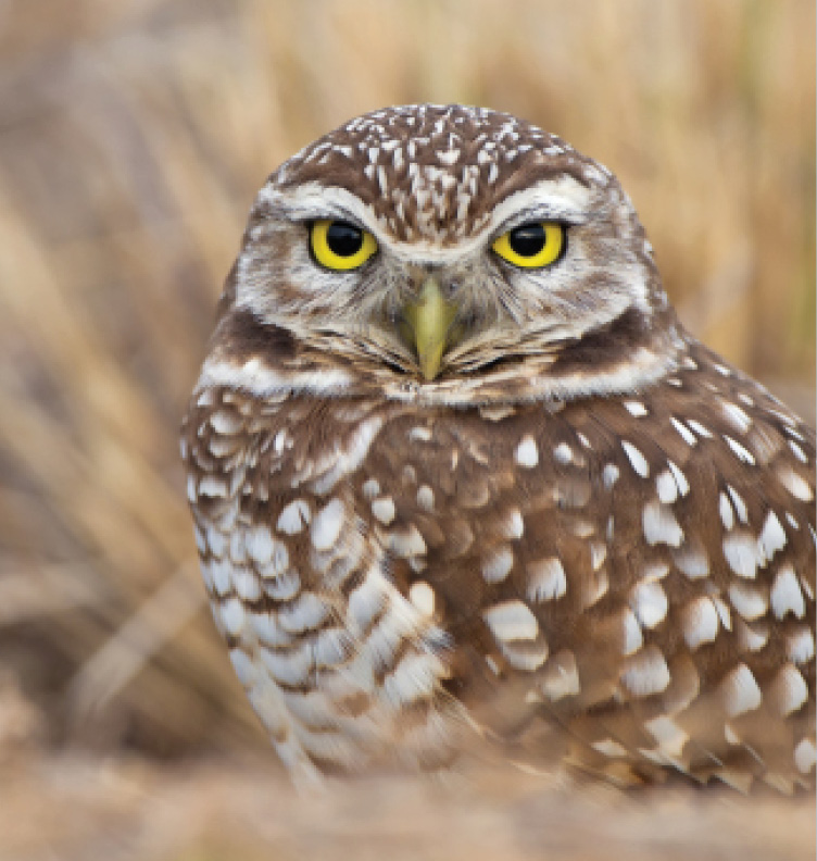 Photo of a Burrowing Owl, a regional species that thrives on and around Arch's Wyoming operations