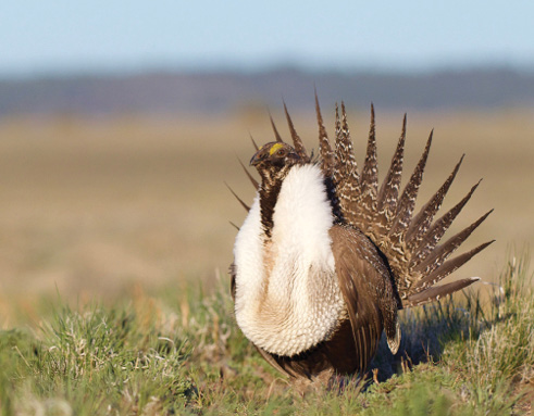 Photo of a Greater Sage Grouse, the largest grouse in North America is protected by Arch Resources